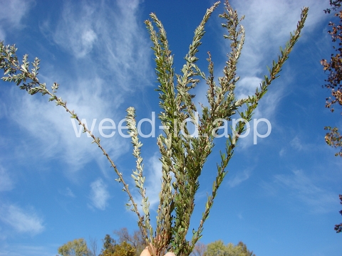 lespedeza, sericea
